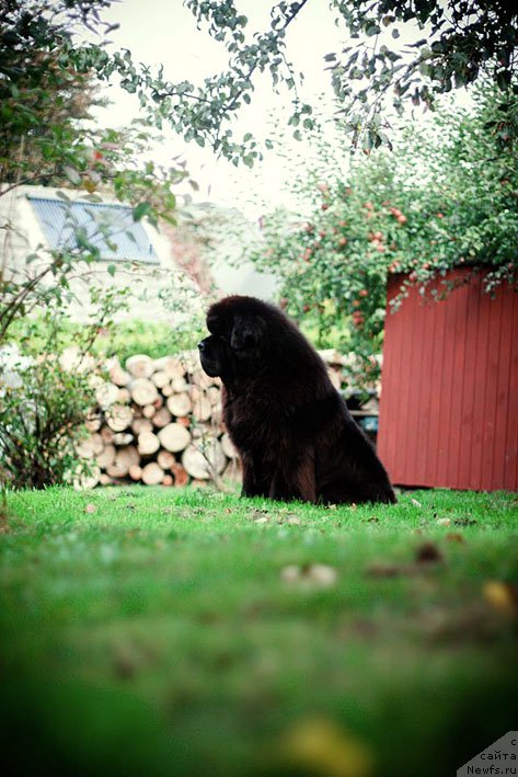 Фото: ньюфаундленд El Perro Askado