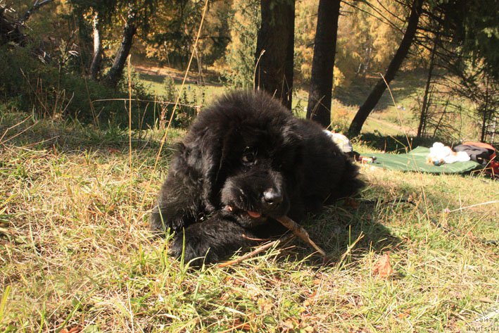 Фотография № 194027