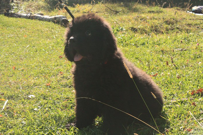 Фотография № 194028