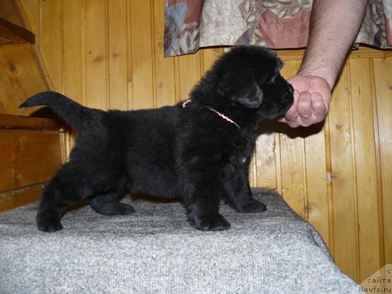 Фото: ньюфаундленд Пчёлкин Дом Верба