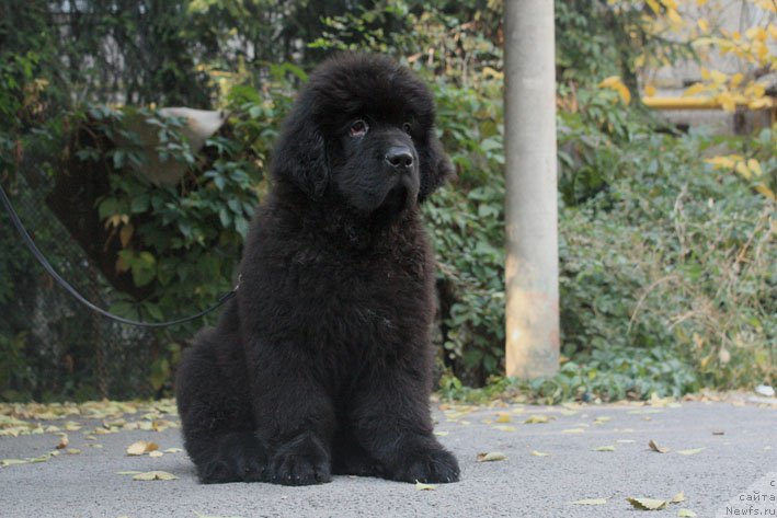 Фотография № 194034