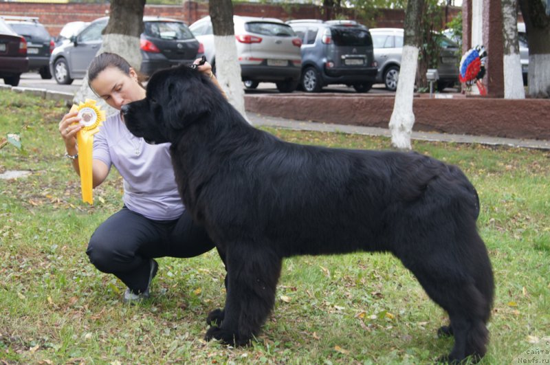Фото: ньюфаундленд Бегущая по Волнам Чичаритто, Александра Фетисова