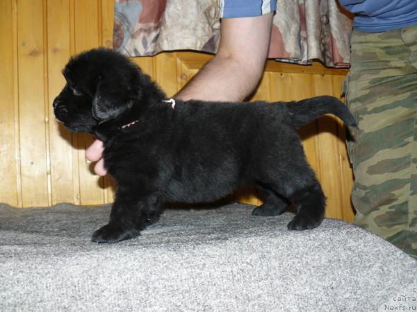 Фото: ньюфаундленд Пчёлкин Дом Верба