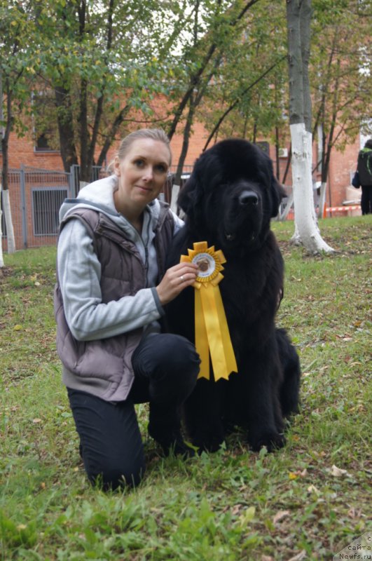 Фото: Юлия Якушева, ньюфаундленд Бегущая по Волнам Чичаритто