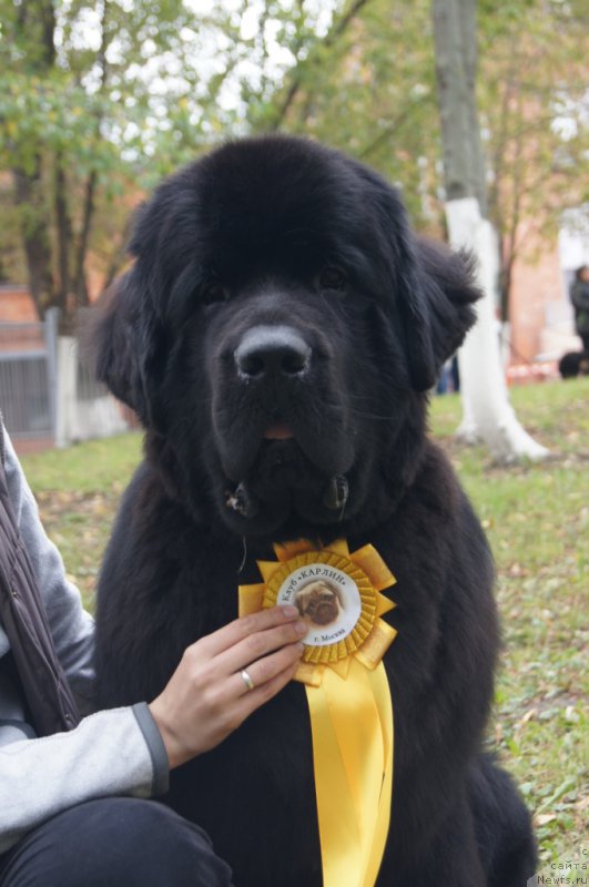 Фото: ньюфаундленд Бегущая по Волнам Чичаритто