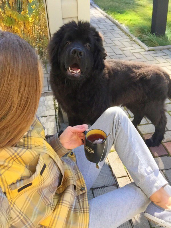 Фото: ньюфаундленд Смигар Юликс Солнечный, Яна Гусева