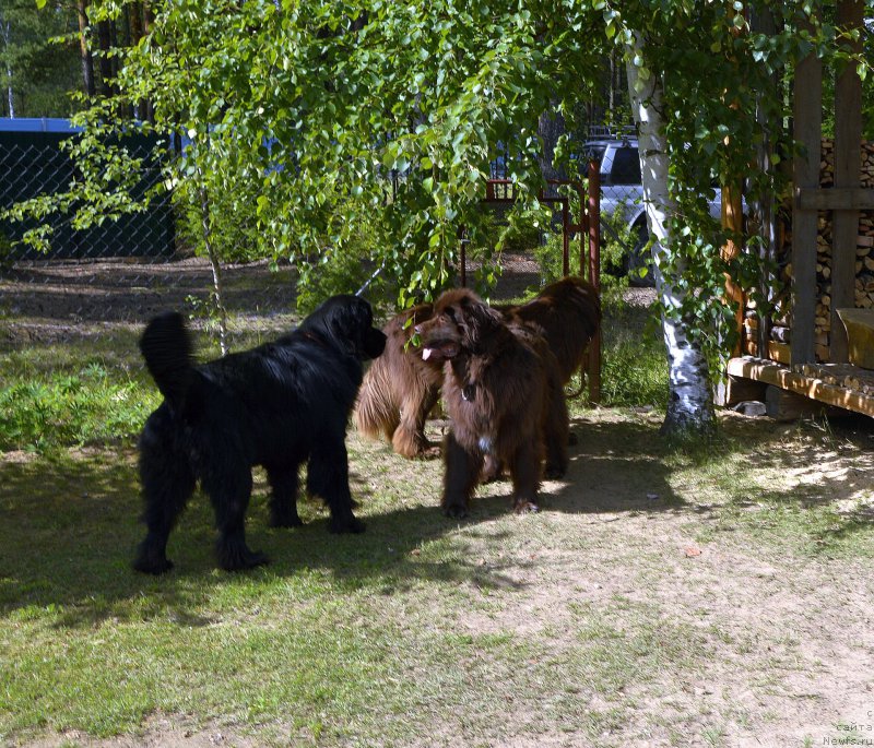 Фотография № 194050