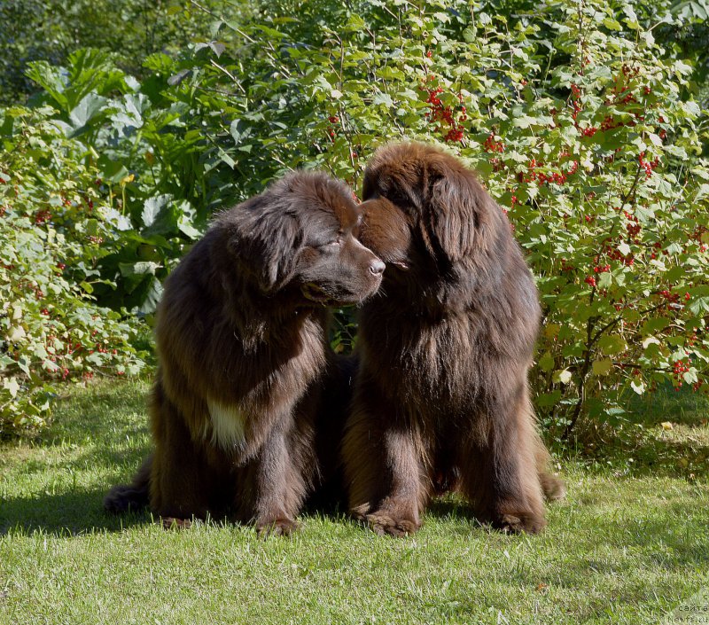 Фото: ньюфаундленд I Follow The Sun de L'Etoile de Cyrice, ньюфаундленд Акватория Келвин Хизер Хани (Aquatoriya Kelvin Heather Honey)