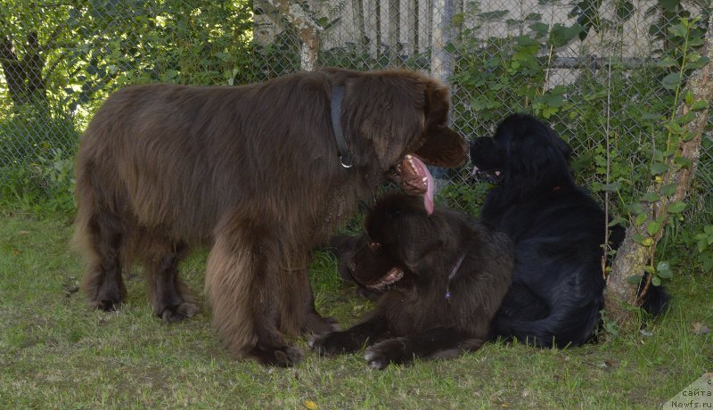 Фото: ньюфаундленд Акватория Келвин Кадриль (Aquatoriya Kelvin Kadril), ньюфаундленд I Follow The Sun de L'Etoile de Cyrice, ньюфаундленд Акватория Келвин Хизер Хани (Aquatoriya Kelvin Heather Honey)