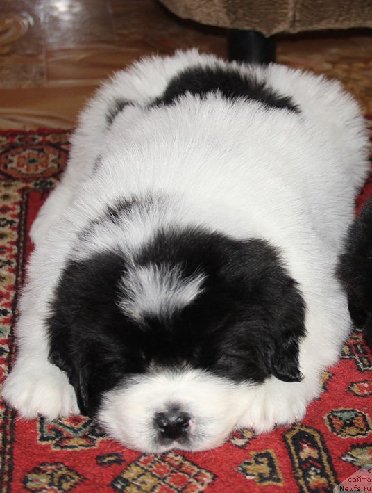 Фотография № 194060