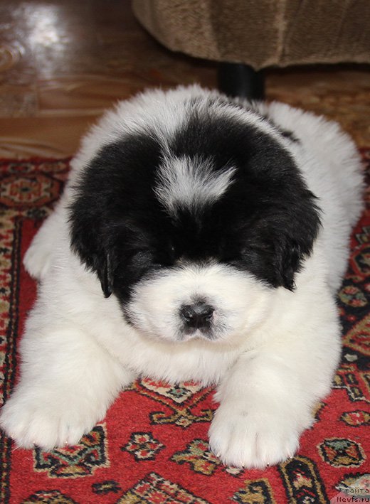 Фотография № 194061