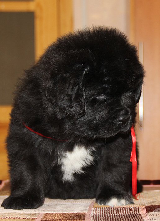 Фотография № 194066