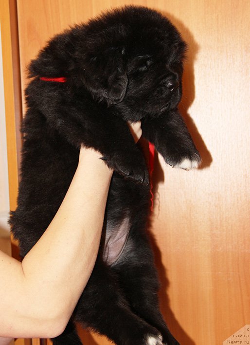 Фото: ньюфаундленд Злат Консталекс Ламборджини