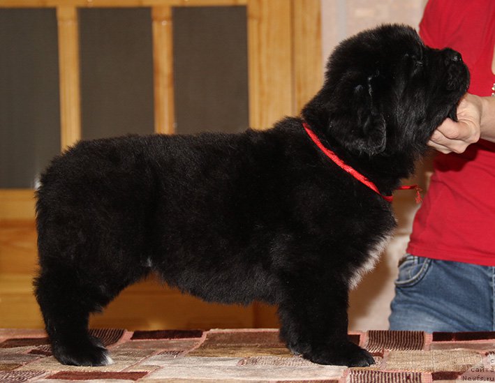 Фотография № 194068