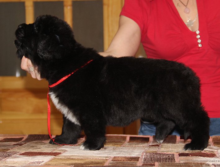 Фотография № 194069