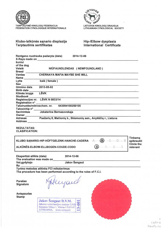 Фото: ньюфаундленд Черная Мафия Маубе Ше Вилл (Chernaya Mafia Maybe She Will)