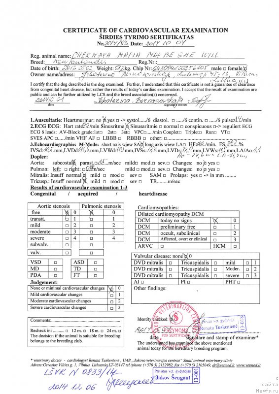 Фото: ньюфаундленд Черная Мафия Маубе Ше Вилл (Chernaya Mafia Maybe She Will)