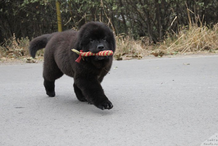 Фото: ньюфаундленд Жерар с Берега Дона (Zherar s Berega Dona)