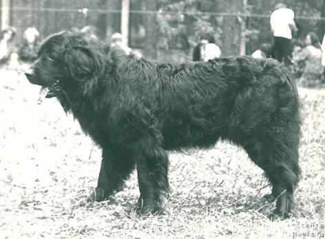 Фото: ньюфаундленд Бинара