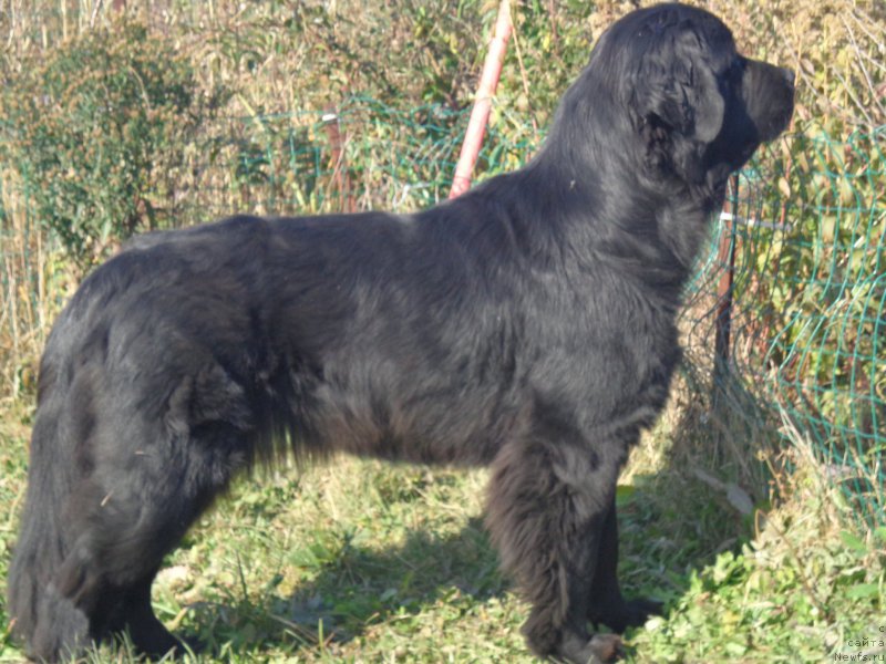 Фото: ньюфаундленд Викториус Смайл
