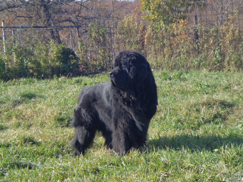 Фото: ньюфаундленд Супер Премиум Линиэль Дайлиррин (Super Premium Liniel Daylirring)