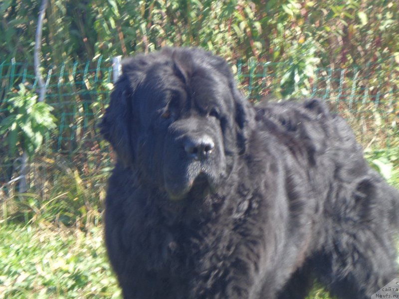 Фото: ньюфаундленд Вито Качо Ферл (Vito Kacho Ferl)
