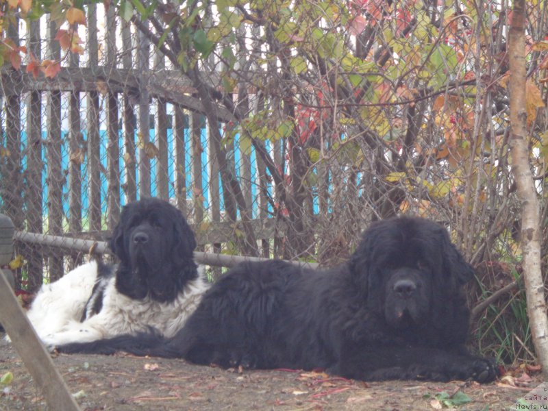 Фото: ньюфаундленд Вито Качо Ферл (Vito Kacho Ferl), ньюфаундленд Супер Премиум Литониэль Валланинор (Super Premium Litoniel Vallaninor)