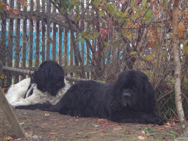 Фото: ньюфаундленд Вито Качо Ферл (Vito Kacho Ferl), ньюфаундленд Супер Премиум Литониэль Валланинор (Super Premium Litoniel Vallaninor)