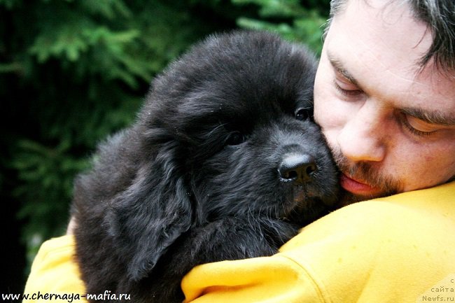 Фото: ньюфаундленд Черная Мафия Алл Ригхтс Ресервед (Chernaya Mafia Аll Rights Reserved)