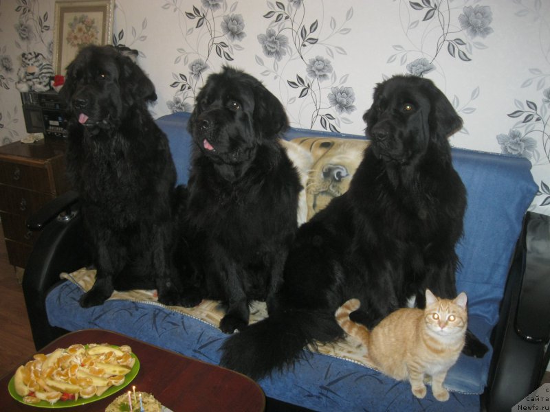 Фото: ньюфаундленд Юнона, ньюфаундленд Ньюфорт Черный Шоколад, ньюфаундленд Чеслава Дар Гая Паччи-Николь, Рудик