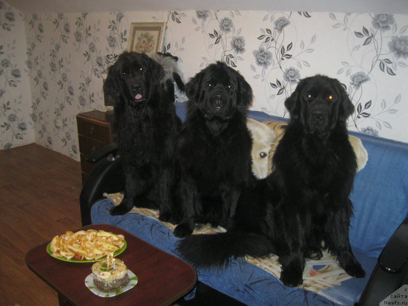 Фото: ньюфаундленд Юнона, ньюфаундленд Ньюфорт Черный Шоколад, ньюфаундленд Чеслава Дар Гая Паччи-Николь