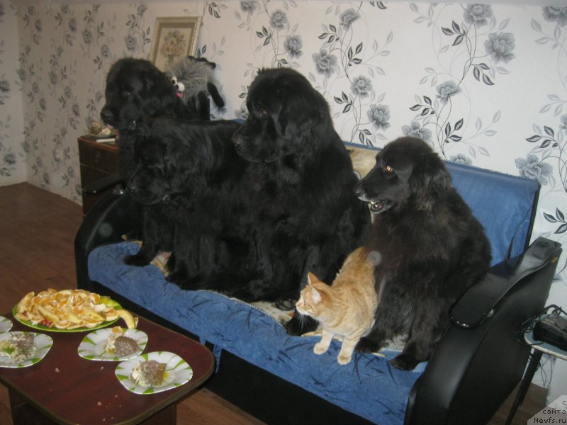 Фото: ньюфаундленд Юнона, ньюфаундленд Ньюфорт Черный Шоколад, ньюфаундленд Чеслава Дар Гая Паччи-Николь, Рудик, Даня