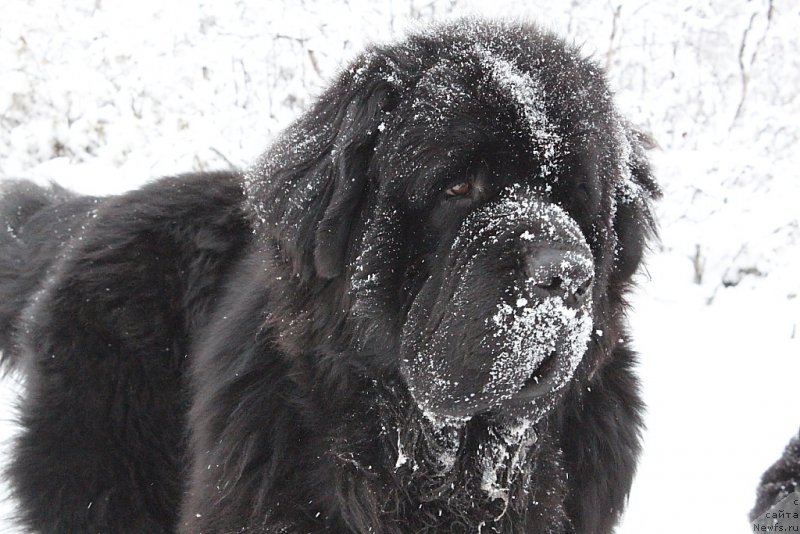 Фото: ньюфаундленд Бегущая по Волнам Зеро Коол