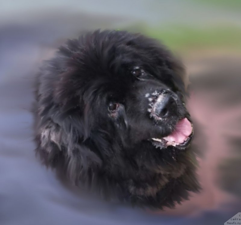 Фотография № 194133