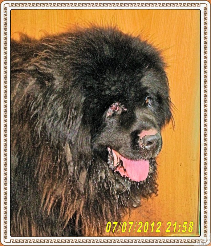 Фото: ньюфаундленд Валенсия Черная Жемчужина