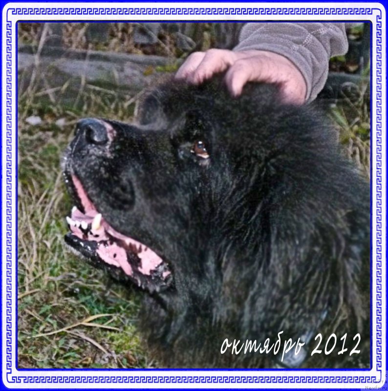 Фото: ньюфаундленд Валенсия Черная Жемчужина