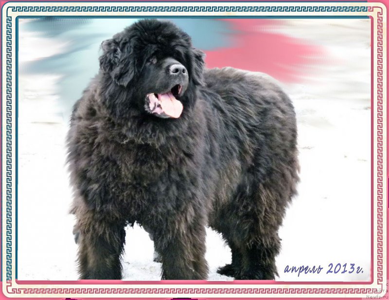 Фото: ньюфаундленд Валенсия Черная Жемчужина