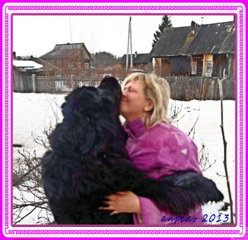 Фото: ньюфаундленд Валенсия Черная Жемчужина