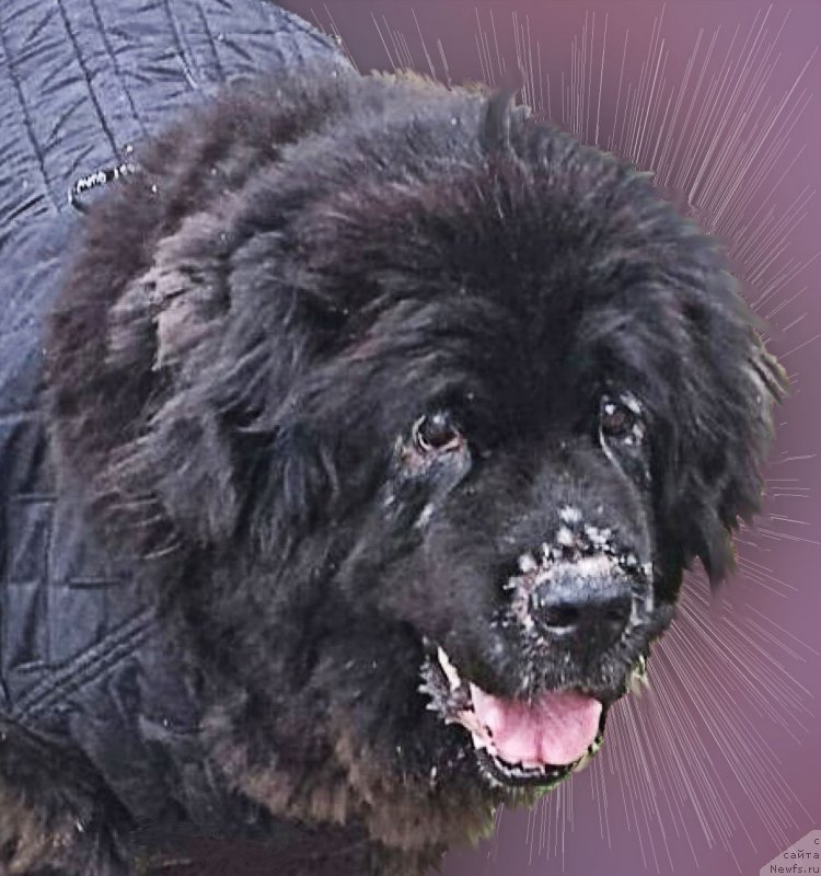 Фотография № 194143