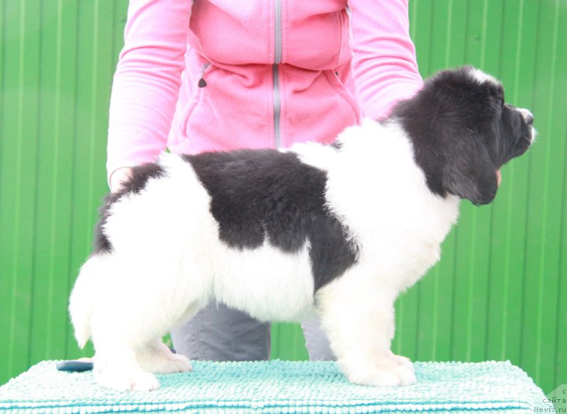 Фотография № 194145