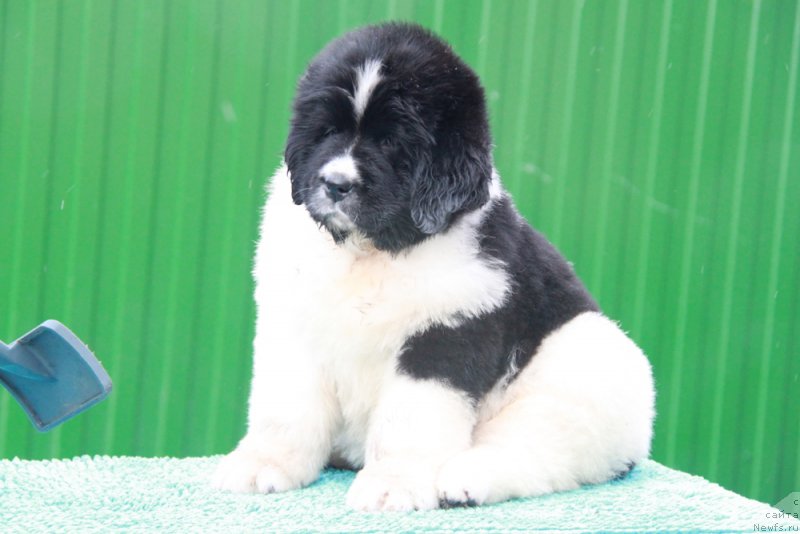 Фото: ньюфаундленд Аквиан Сонг Розмари (Akvian Song Rosemary)