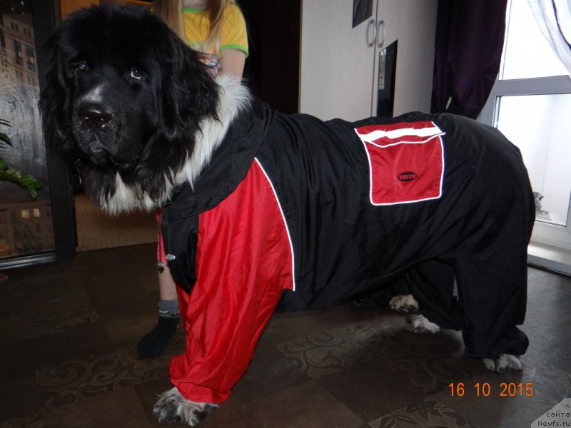 Фото: ньюфаундленд Беатрис Бьютифул от Сибирского Медведя