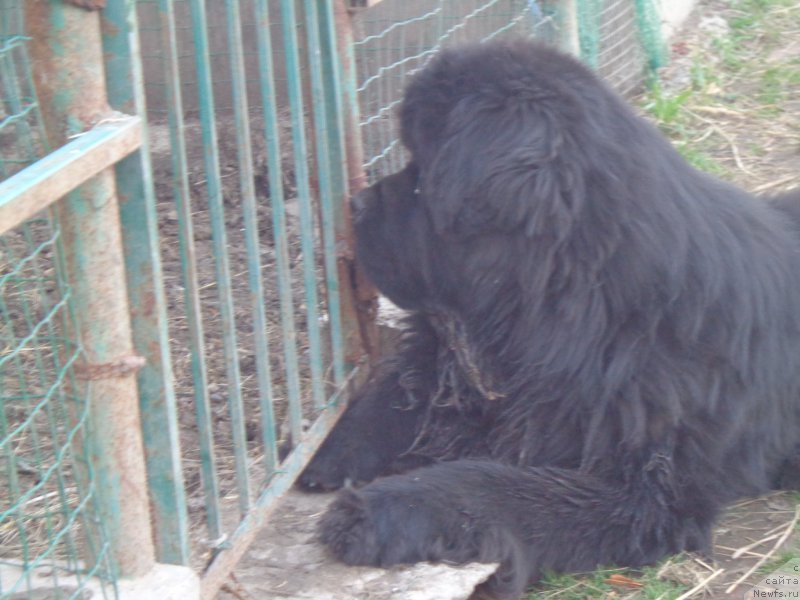 Фото: ньюфаундленд Супер Премиум Микадо (Super Premium Mikado)