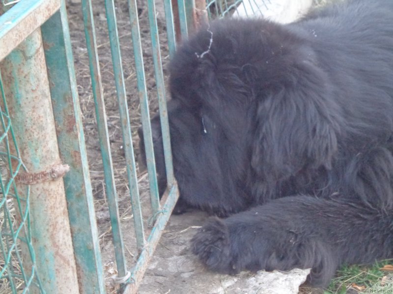 Фото: ньюфаундленд Супер Премиум Микадо (Super Premium Mikado)