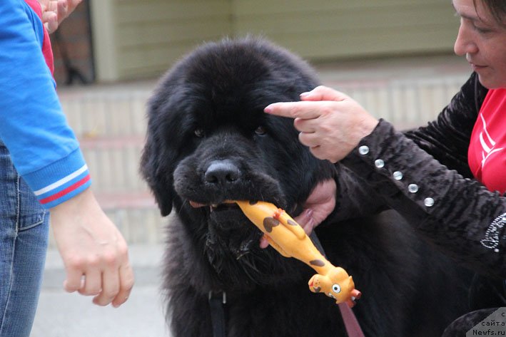 Фото: ньюфаундленд Матвей с Берега Дона (Matvey s Berega Dona)