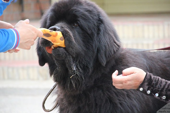 Фото: ньюфаундленд Матвей с Берега Дона (Matvey s Berega Dona)