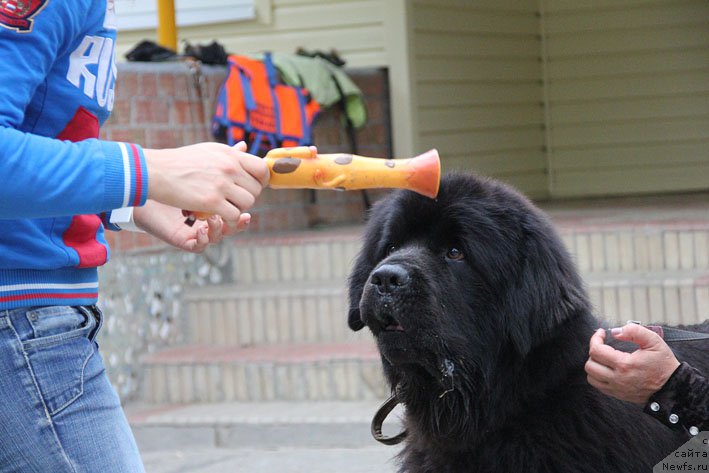 Фото: ньюфаундленд Матвей с Берега Дона (Matvey s Berega Dona)