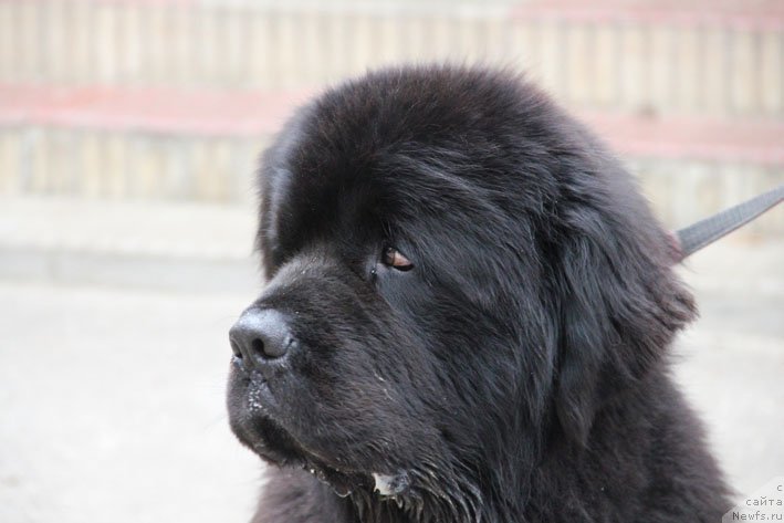 Фото: ньюфаундленд Матвей с Берега Дона (Matvey s Berega Dona)