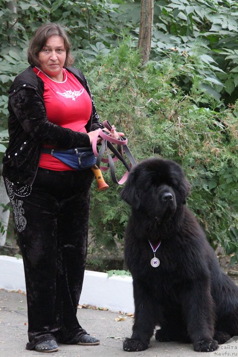 Фото: ньюфаундленд Матвей с Берега Дона (Matvey s Berega Dona), Лилиана Рахматова