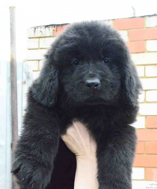 Фото: ньюфаундленд Черный Балу Зазноба Души Моей